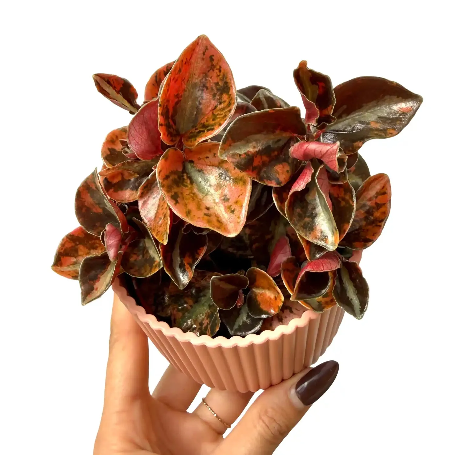 Plant and Stories Peperomia Crème Brûlée plante pot 7cm dorée