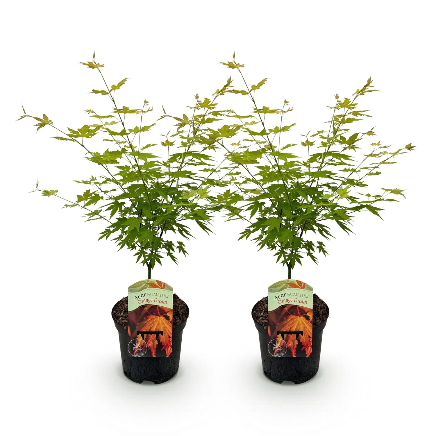 Plant and Stories Orange Dream érable du Japon pot 19cm 70cm