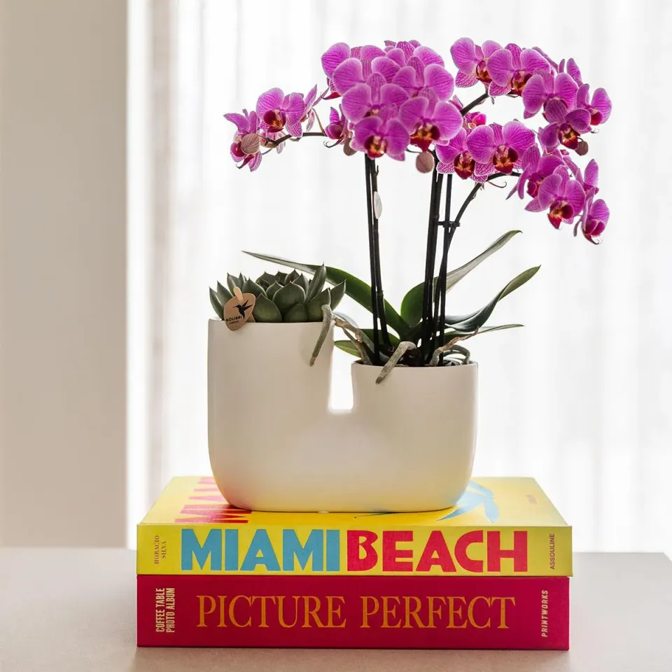 Plant and Stories cache-pot céramique double blanc 9 cm