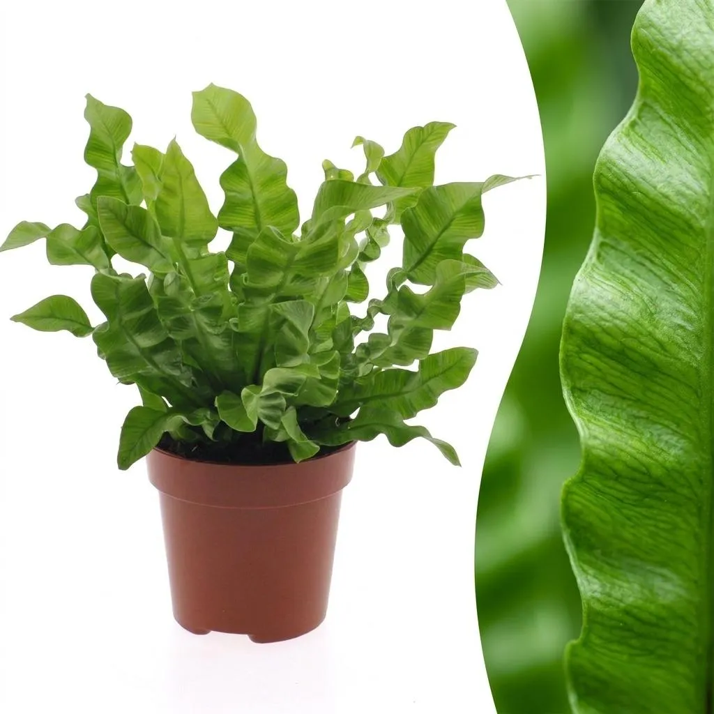 Plant and Stories Crispy Wave fougère nid pot 12 cm 1 plante