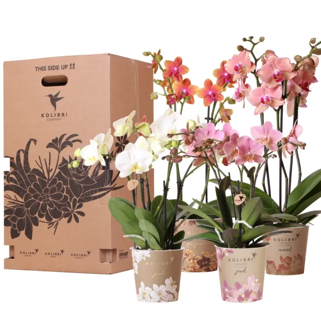 Plant and Stories Phalaenopsis coffret 4 orchidées pot 12 cm surprise