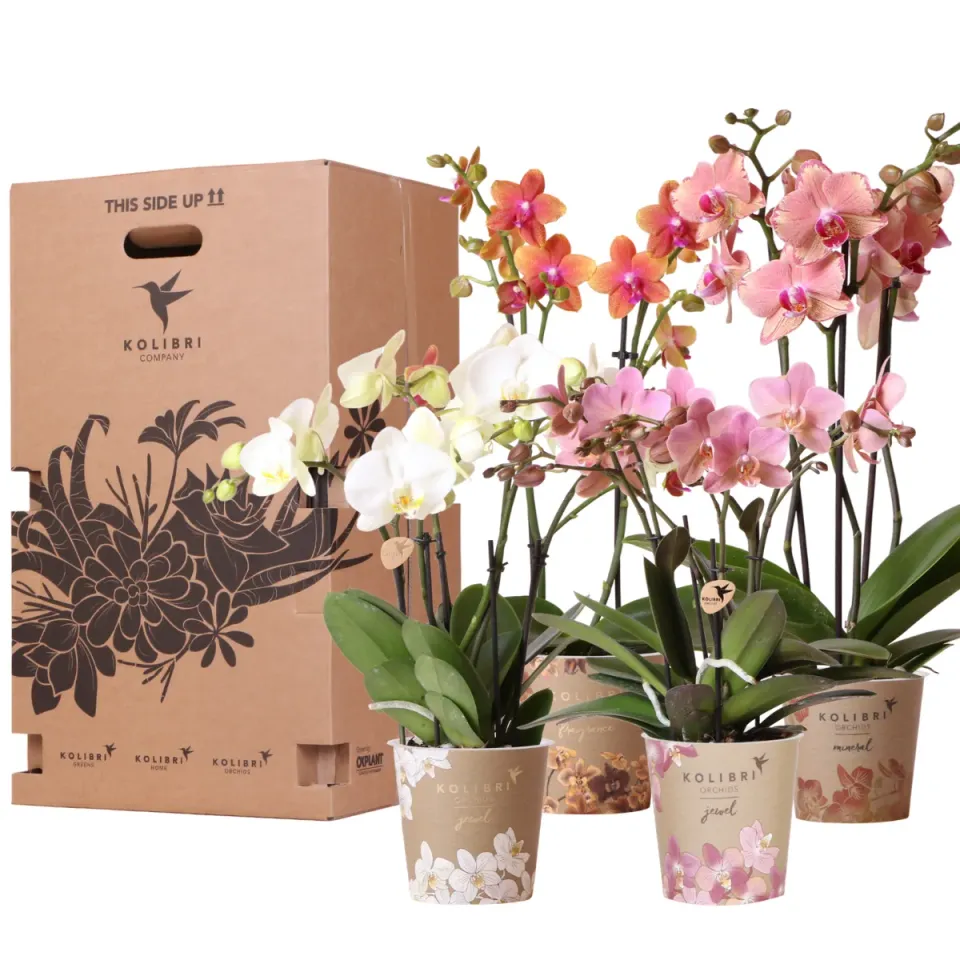 Plant and Stories Phalaenopsis coffret 4 orchidées pot 12 cm surprise