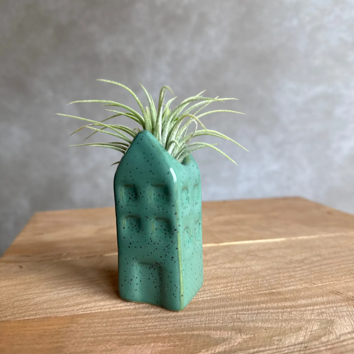 Airplantshop maison miniature Grachtenpandje Tillandsia bleu