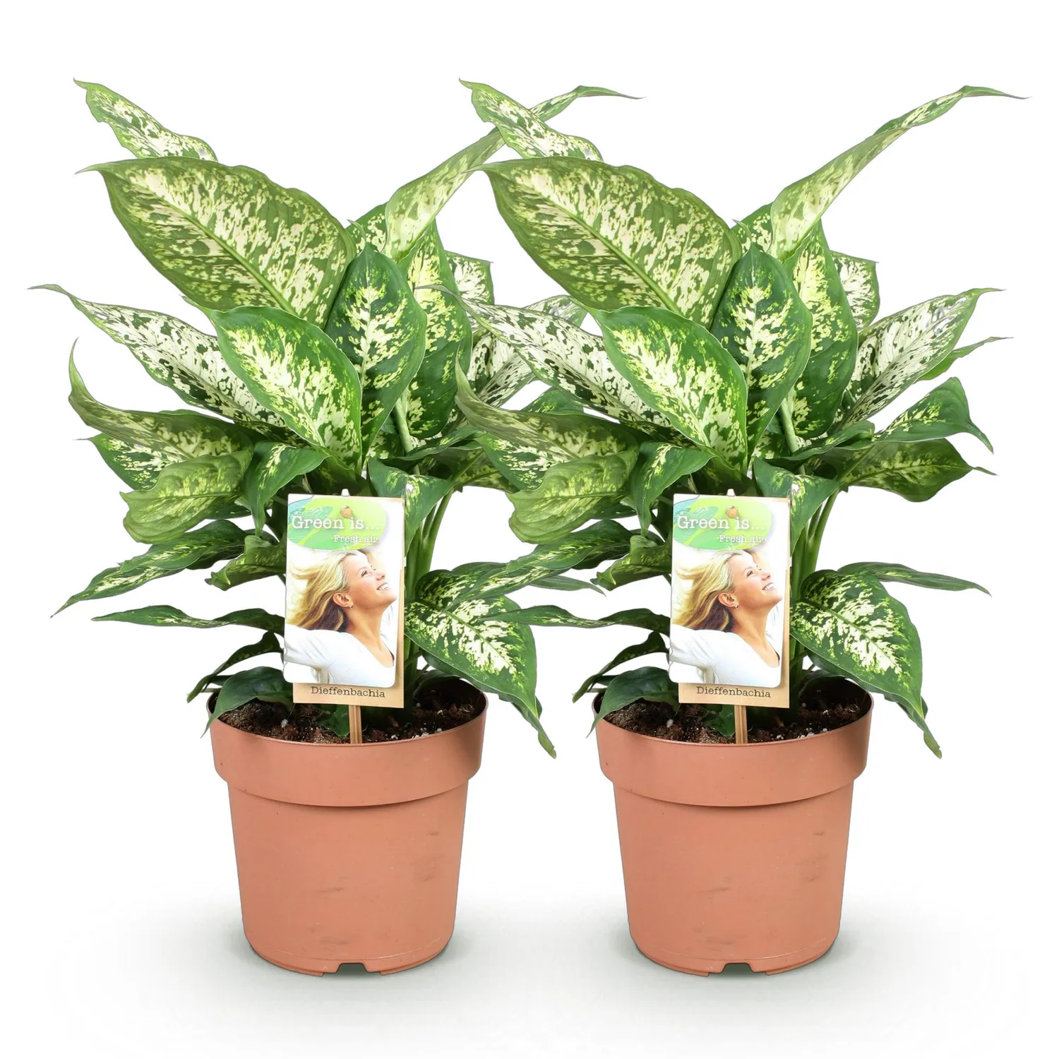 Plant and Stories Dieffenbachia Compacta intérieur 17 cm panier