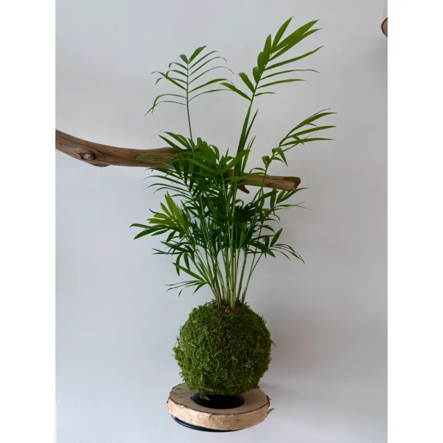 Oh My Green Chamaedorea Elegans mousse kokedama taille M débutant
