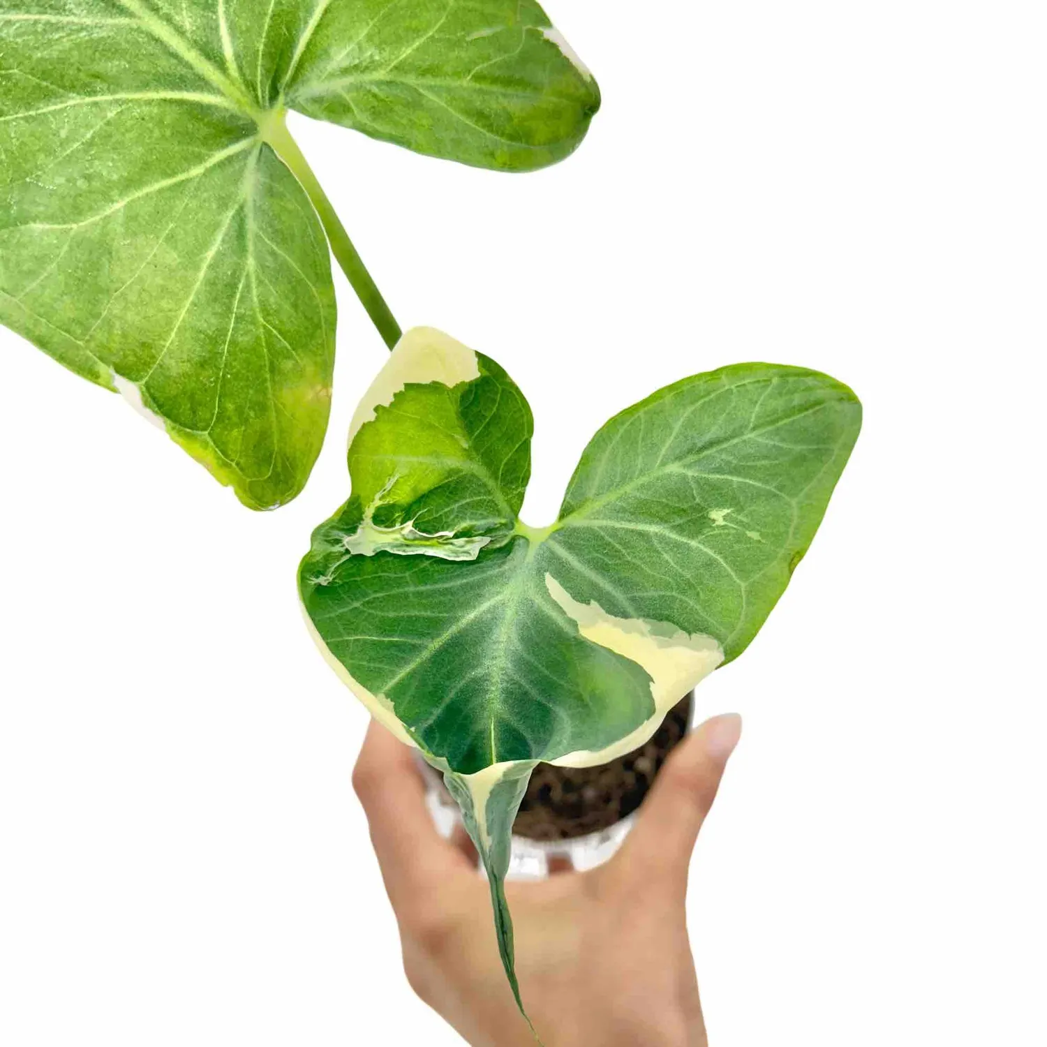 Plant and Stories Xanthosoma Atrovirens Variegata plante 10,5cm