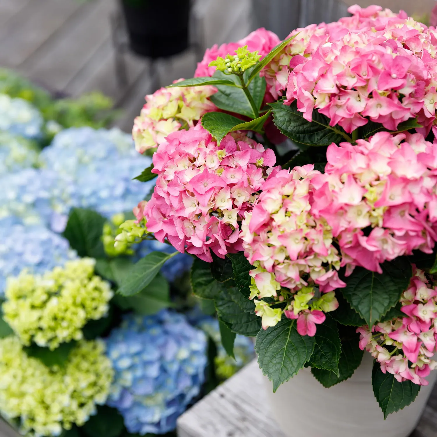 Plant and Stories Forever Ever hortensia bleu 23 cm 1 plant