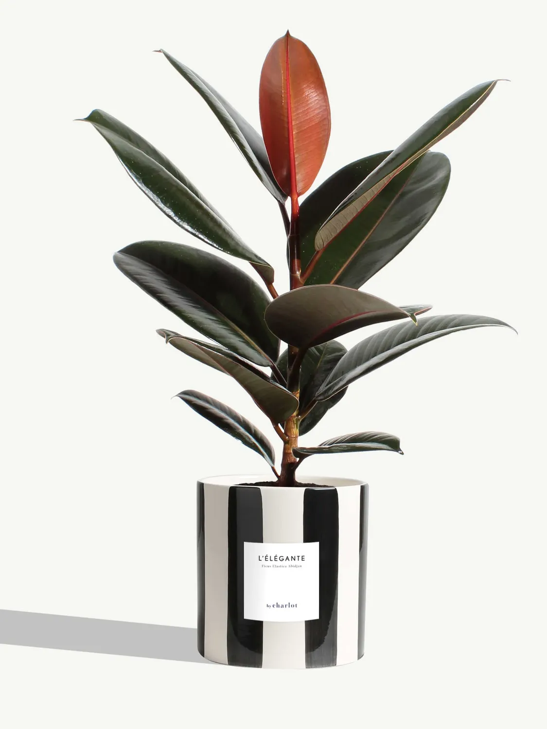 By Charlot L'Élégante plante ficus M