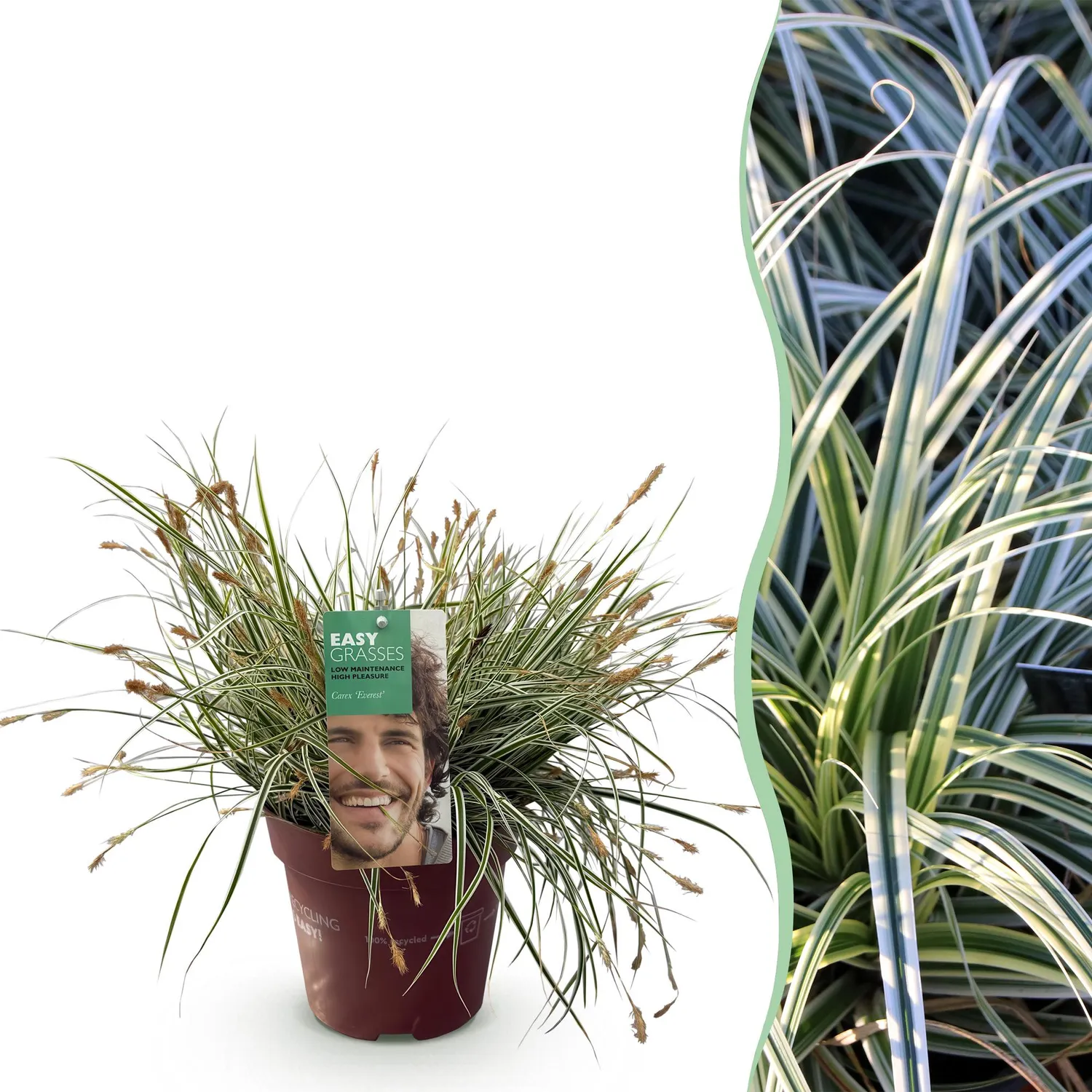 Plant and Stories Everest laîche 1 pot 17 cm panachée