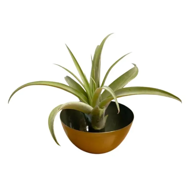 Airplantshop Metal Candle Holder bougeoir vert avec plante