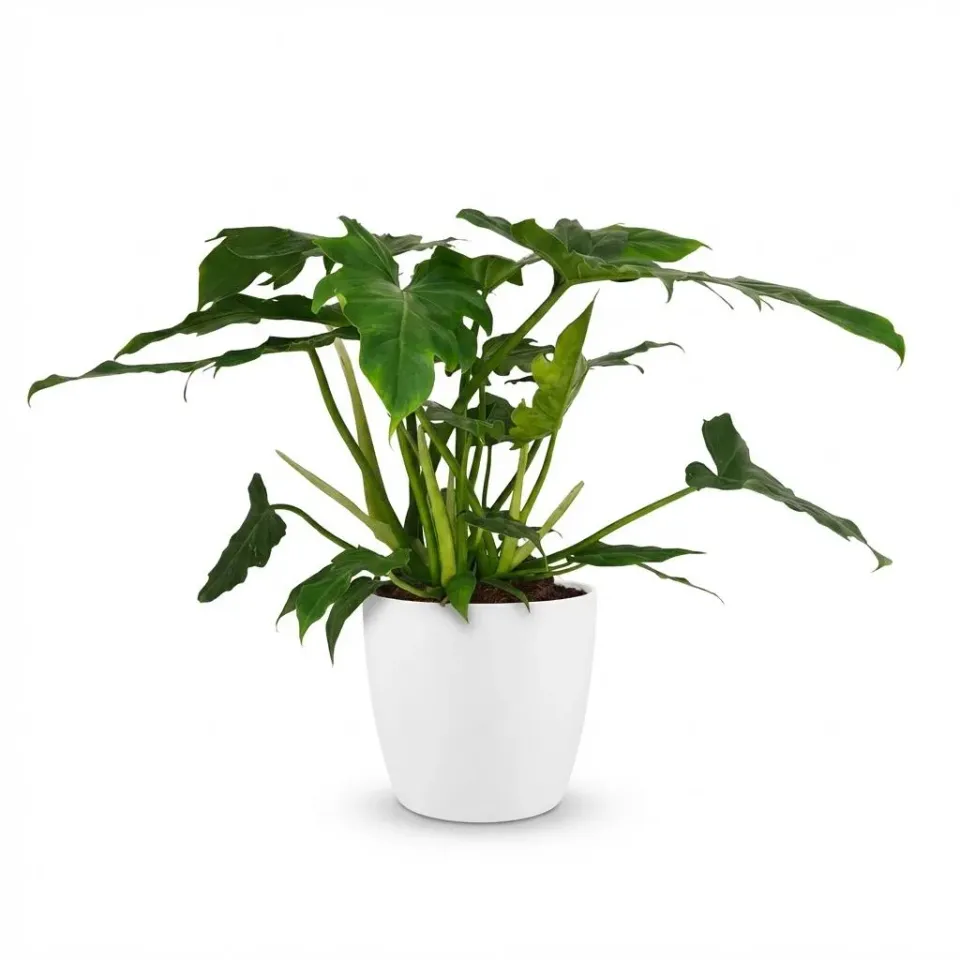 Plant and Stories Philodendron Lacerum plante 65 cm découpée
