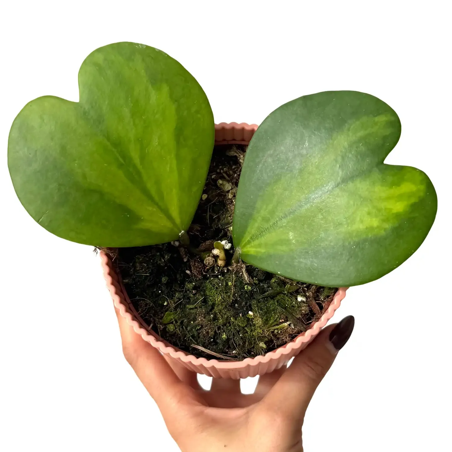 Plant and Stories Hoya Kerrii Inner Variegata plante cœur pot 10,5 cm