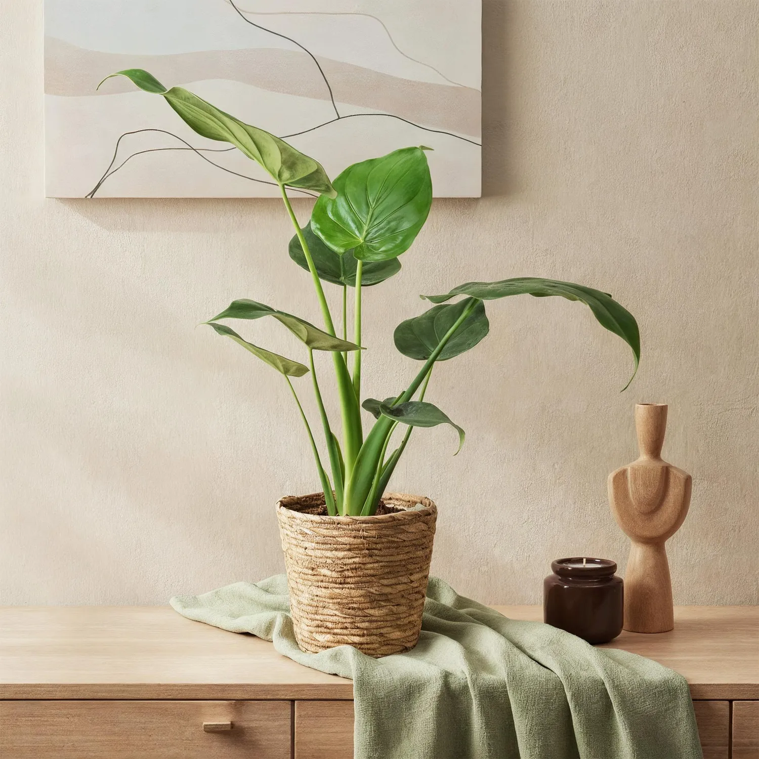 Plant and Stories Cucullata alocasia lot 2 17 cm 60 cm
