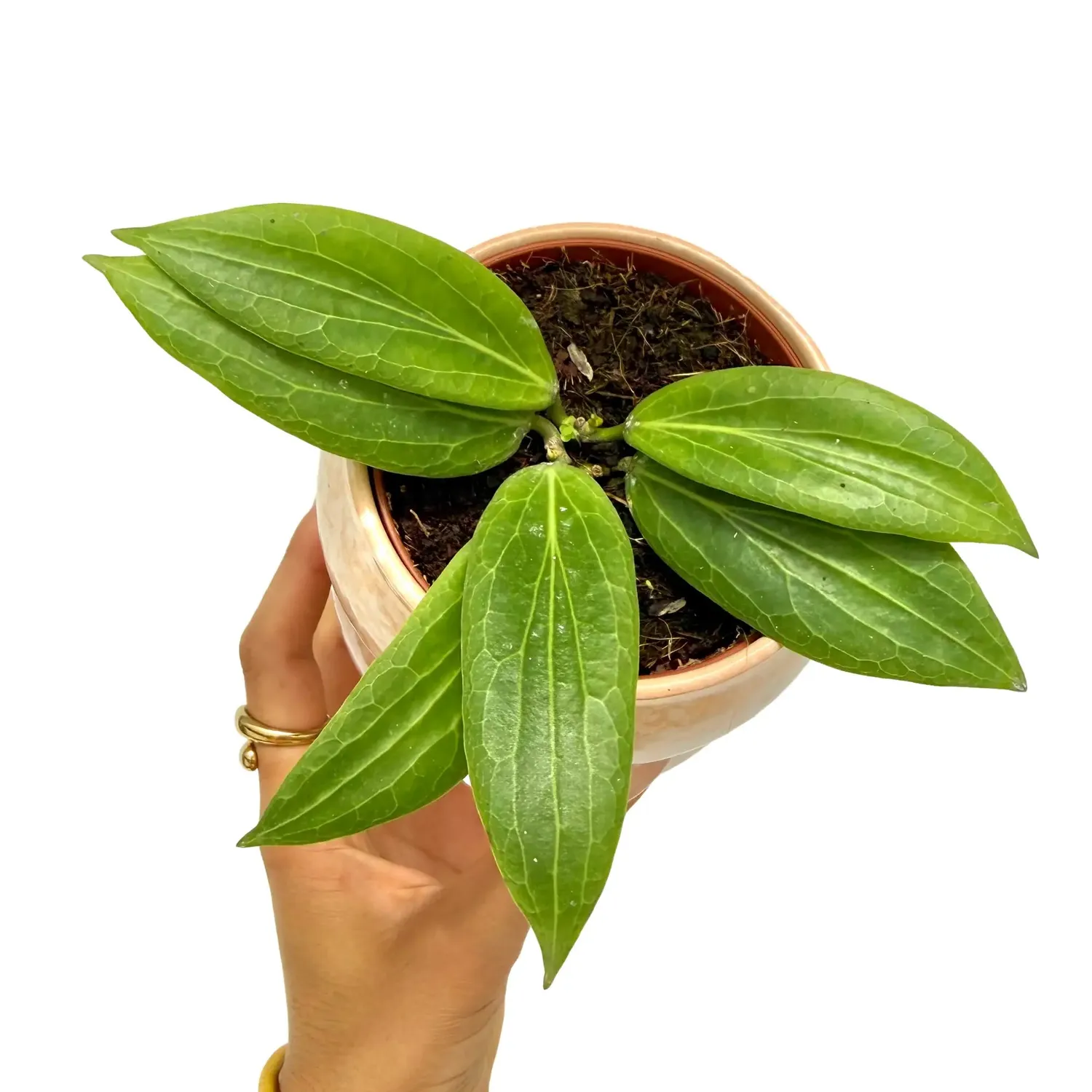 Plant and Stories Hoya Soligamiana plante d'intérieur pot 6 cm veloutée