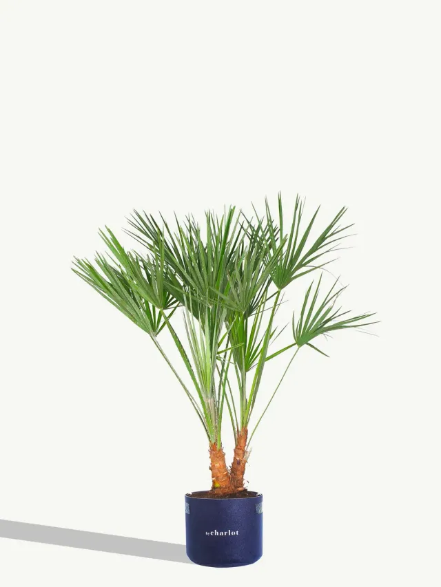 By Charlot La Cubaine Recharge Plante XL Palmier