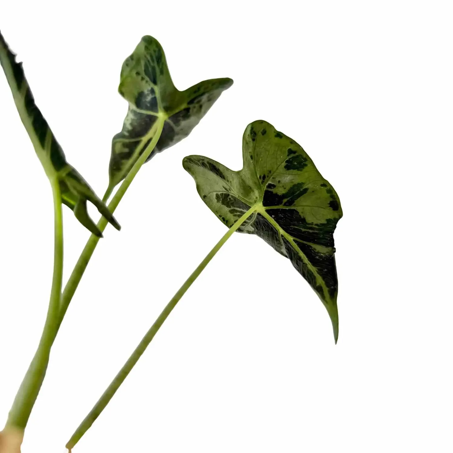Plant and Stories Alocasia Frydek Tattoo plante pot 10,5cm velours