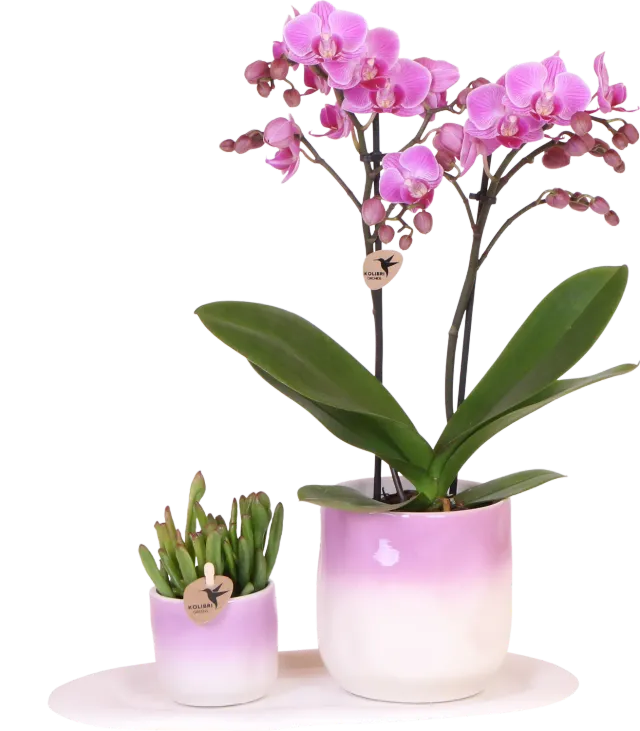 Plant and Stories Andorra orchidée Phalaenopsis coffret rose succulente