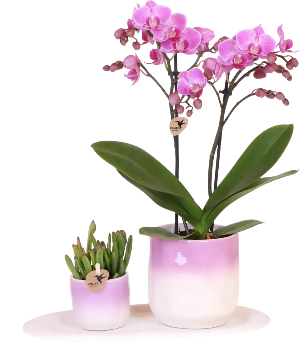 Plant and Stories Andorra orchidée Phalaenopsis coffret rose succulente