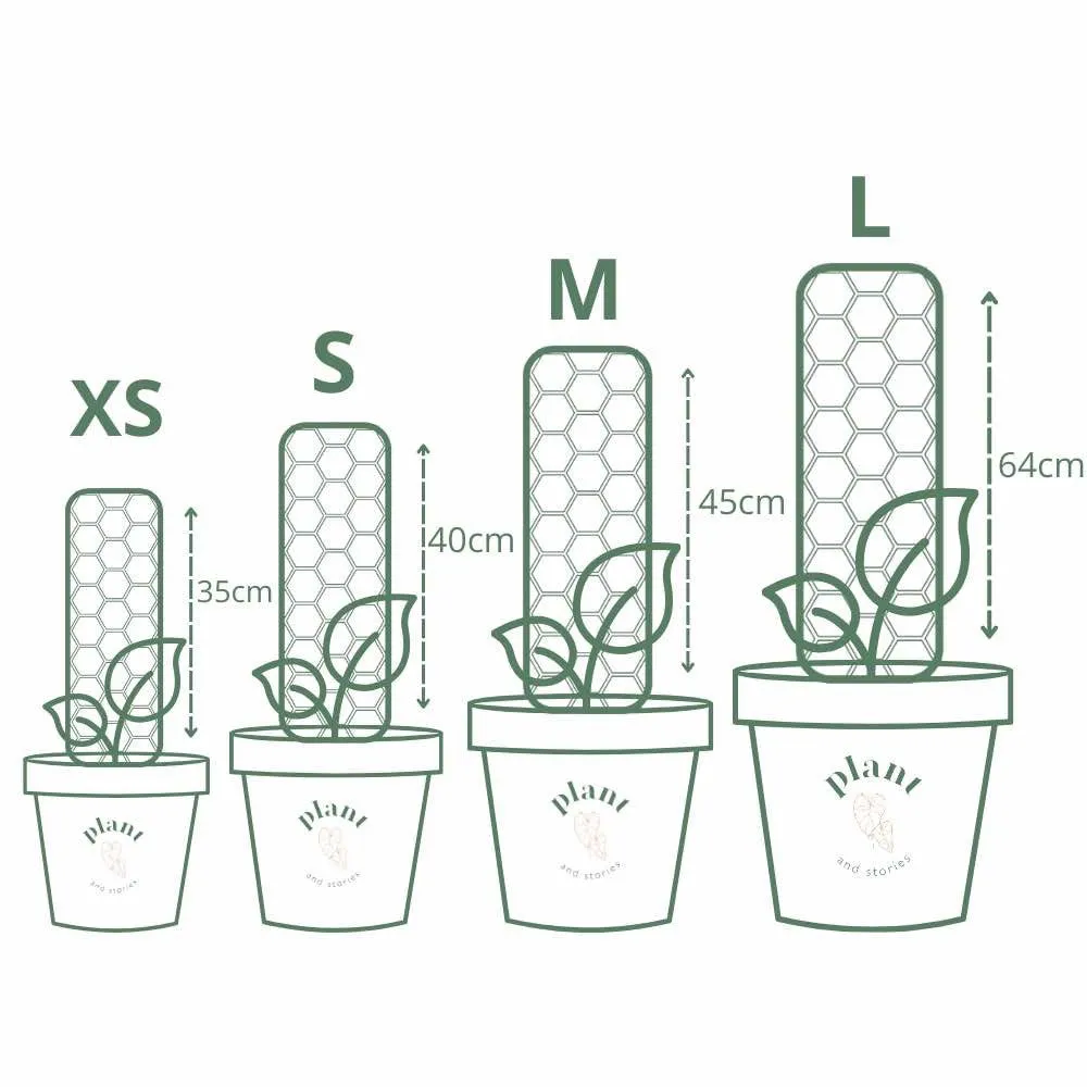 Plant and Stories tuteur transparent plantes x3 taille S