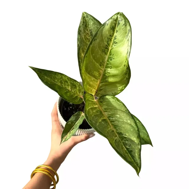 Plant and Stories Aglaonema Corn Silk plante pot 12 cm feuillage crème