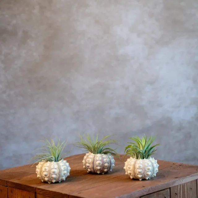 Airplantshop Spoetnik lot 3 oursins coquillage tillandsia