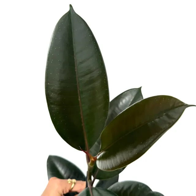 Plant and Stories Ficus Elastica Abidjan plante pot 12 cm bordeaux