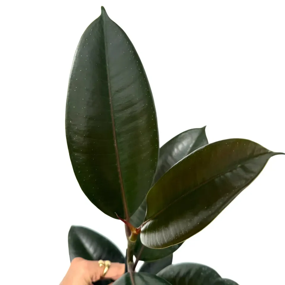 Plant and Stories Ficus Elastica Abidjan plante pot 12 cm bordeaux