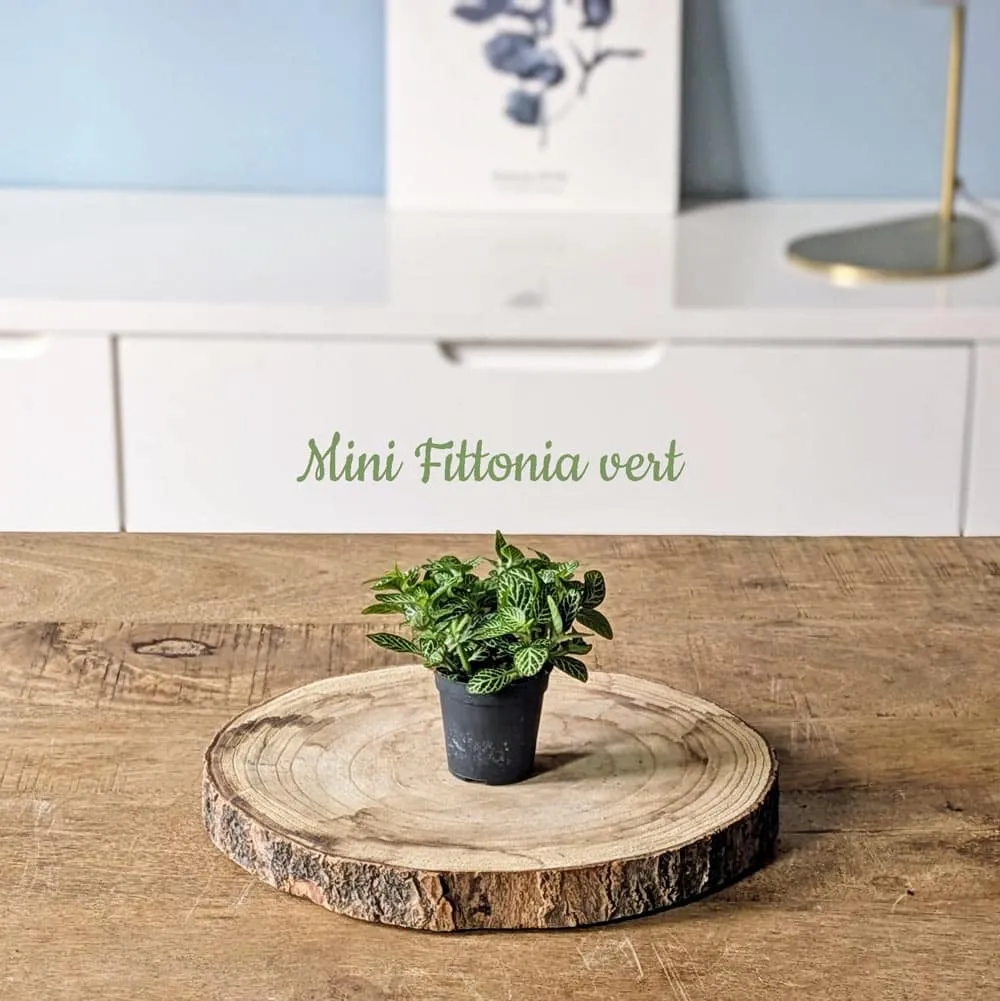 Réconciliation Végétale recharge terrarium petit modèle 1 plante