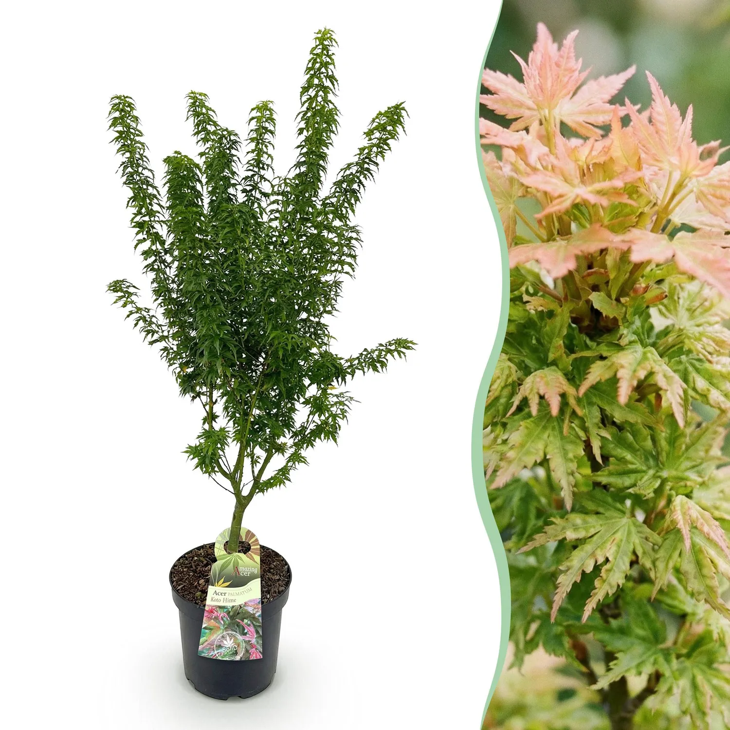 Plant and Stories Érable Japon Koto Hime arbuste pot 26cm 90cm
