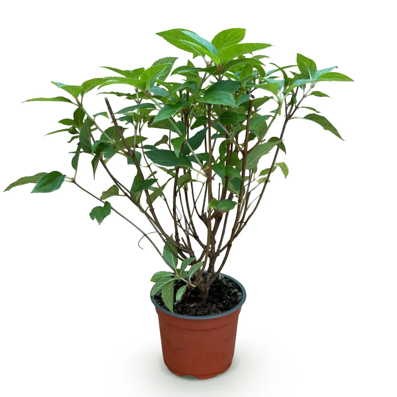 Plant and Stories hortensia paniculé Limelight pot 12 cm floraison verte