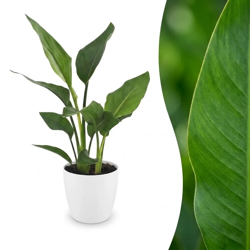 Plant and Stories Reginae strelitzia plante d'intérieur pot 12 cm