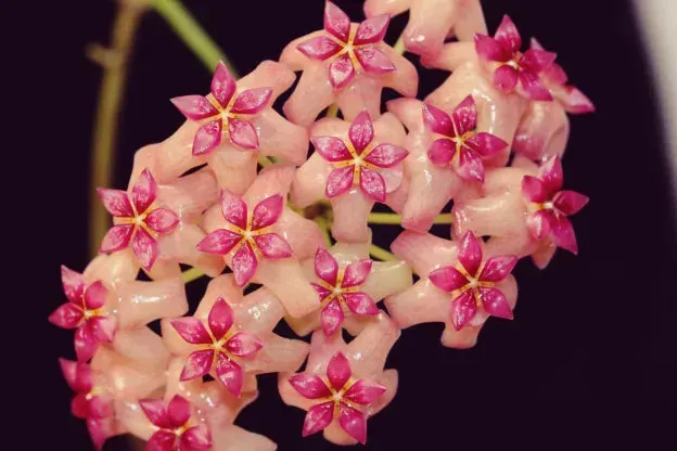 Plant and Stories Hoya Surigaoensis EG 00897 plante pot 12 cm