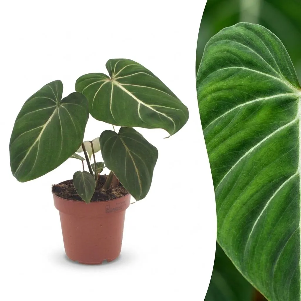 Plant and Stories Philodendron Gloriosum plante pot 12 cm