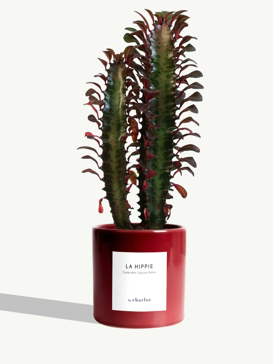 By Charlot La Hippie plante euphorbia rubra 10 cm