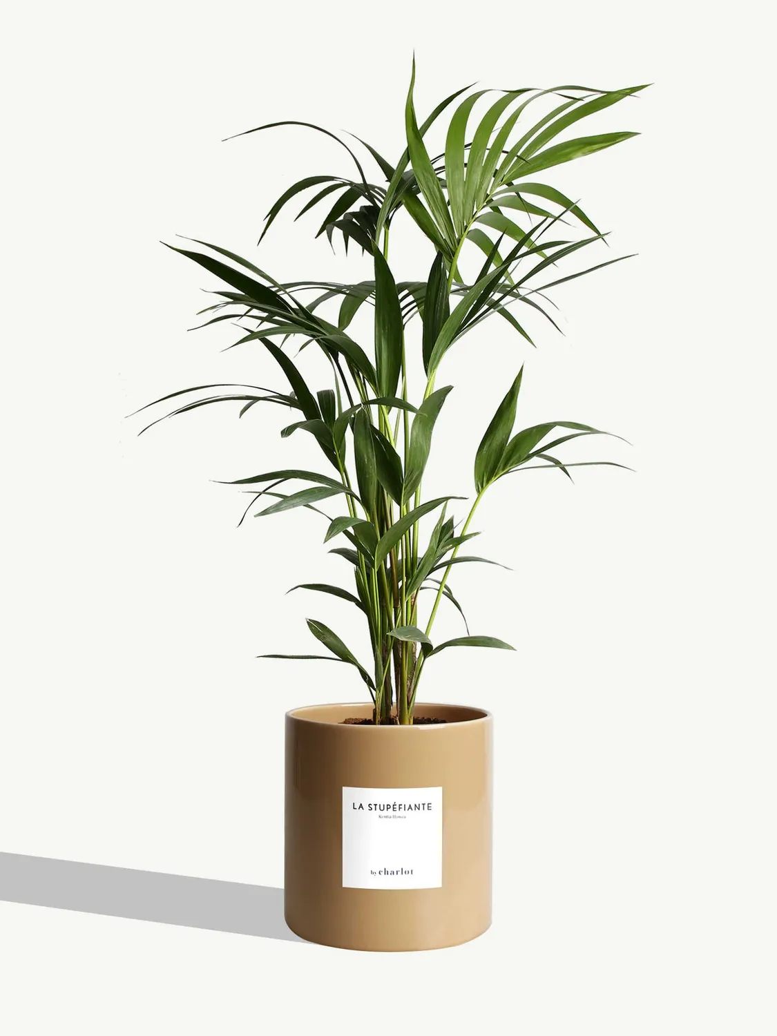 By Charlot La Stupéfiante palmier Kentia grande plante