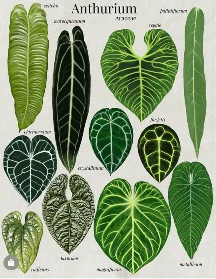 Plant and Stories Terreau Anthurium Premium substrat drainant France