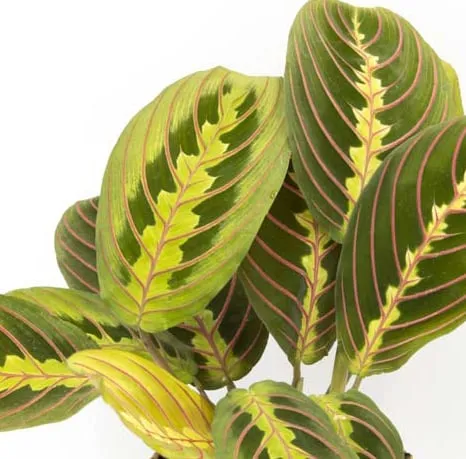 Réconciliation Végétale Marie maranta leuconeura fascinator plante verte