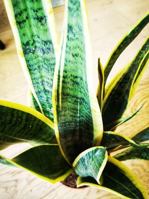 Réconciliation Végétale Esther sansevieria plante verte robuste