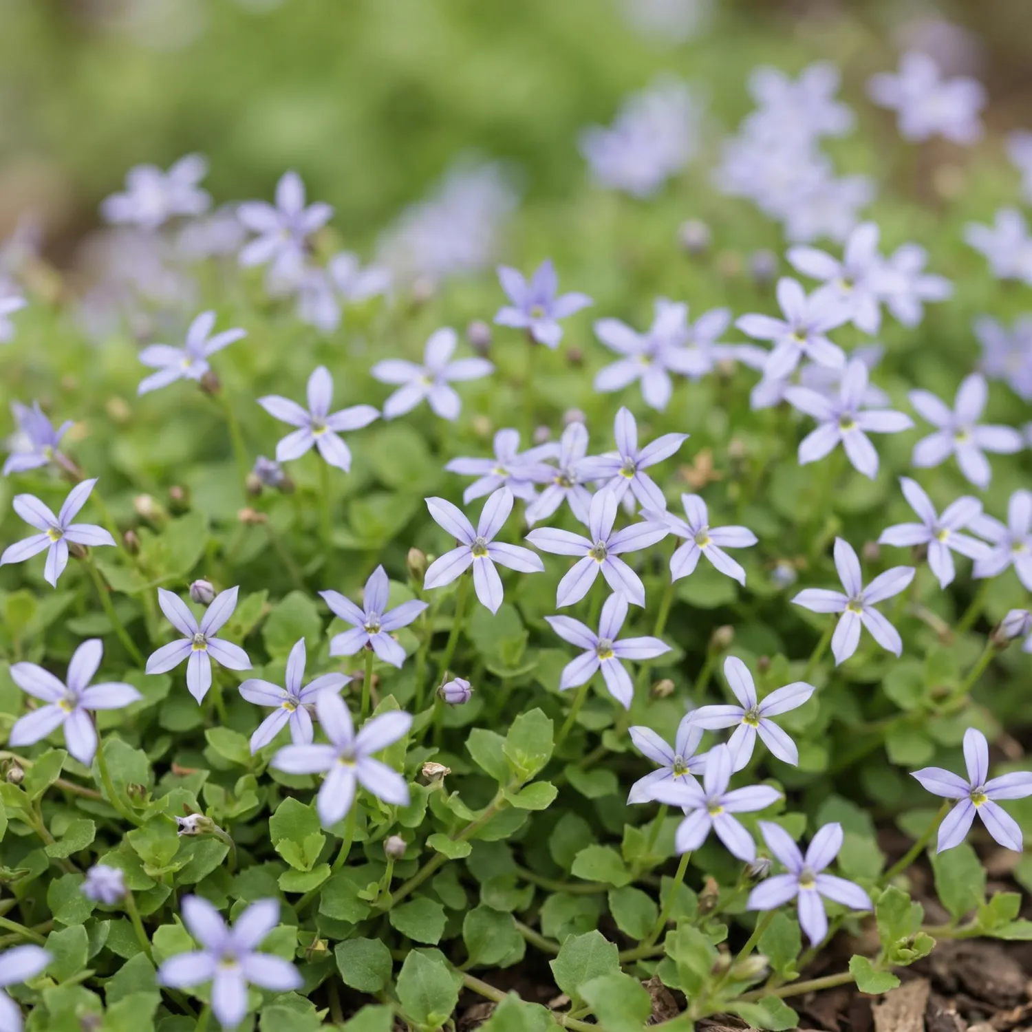 Plant and Stories Isotoma fluviatilis vivace 12 plants pot 11 cm