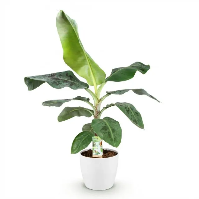 Plant and Stories Musa Nain Cavendish bananier pot 21 cm 70 cm