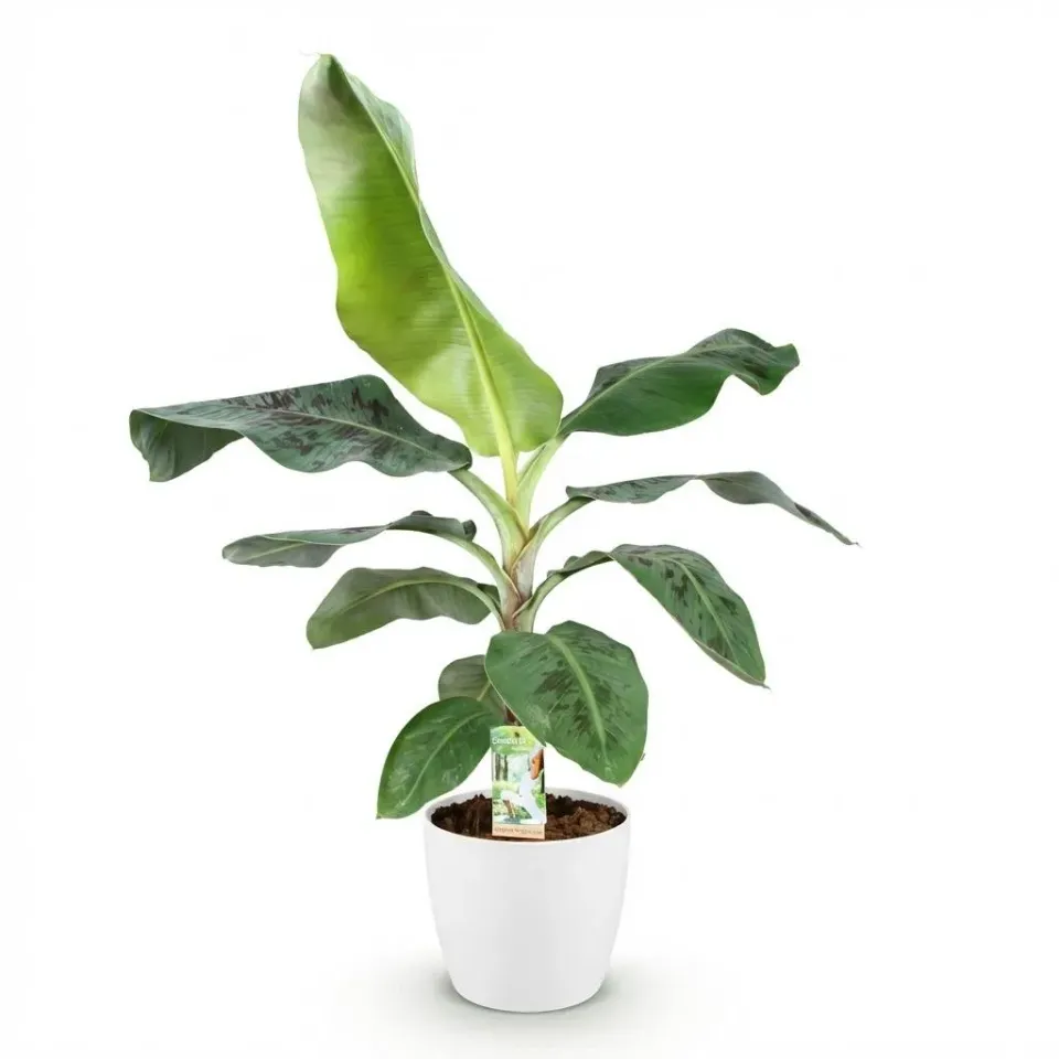 Plant and Stories Musa Nain Cavendish bananier pot 21 cm 70 cm