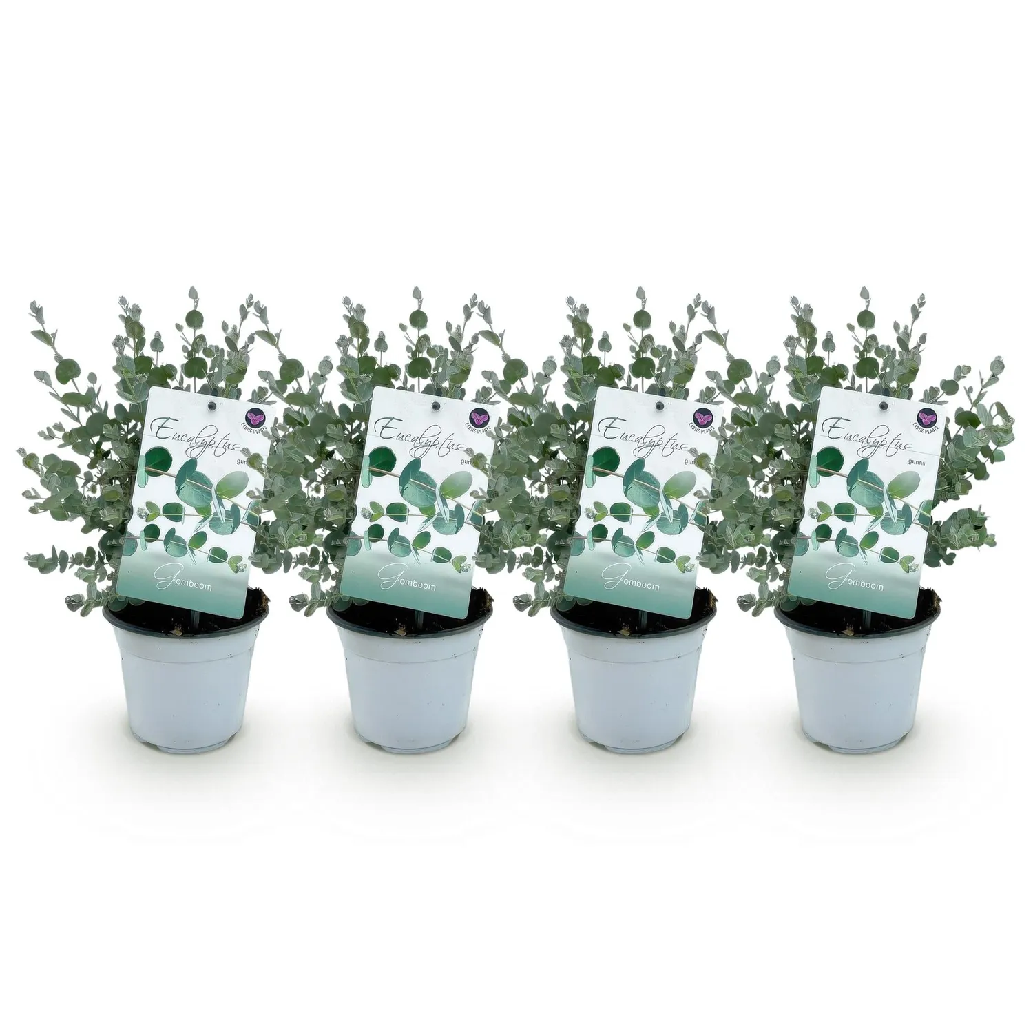Plant and Stories Eucalyptus gunnii arbuste lot 2 plants persistant