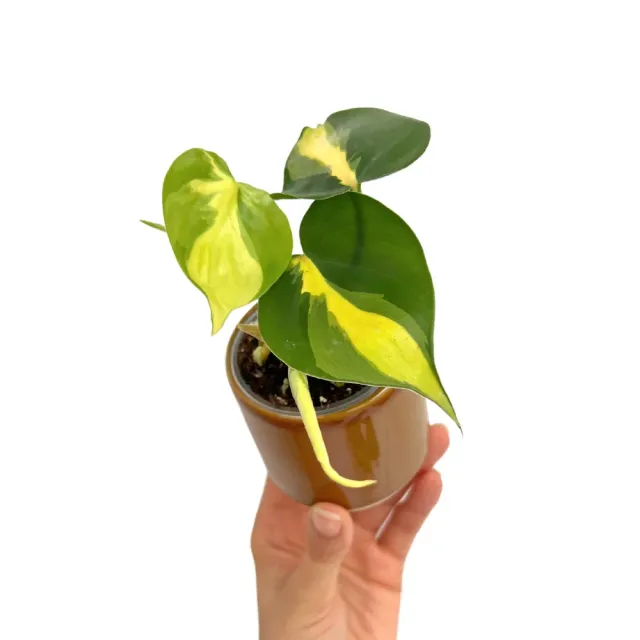 Plant and Stories Philodendron Brasil plante d’intérieur pot 6 cm panaché