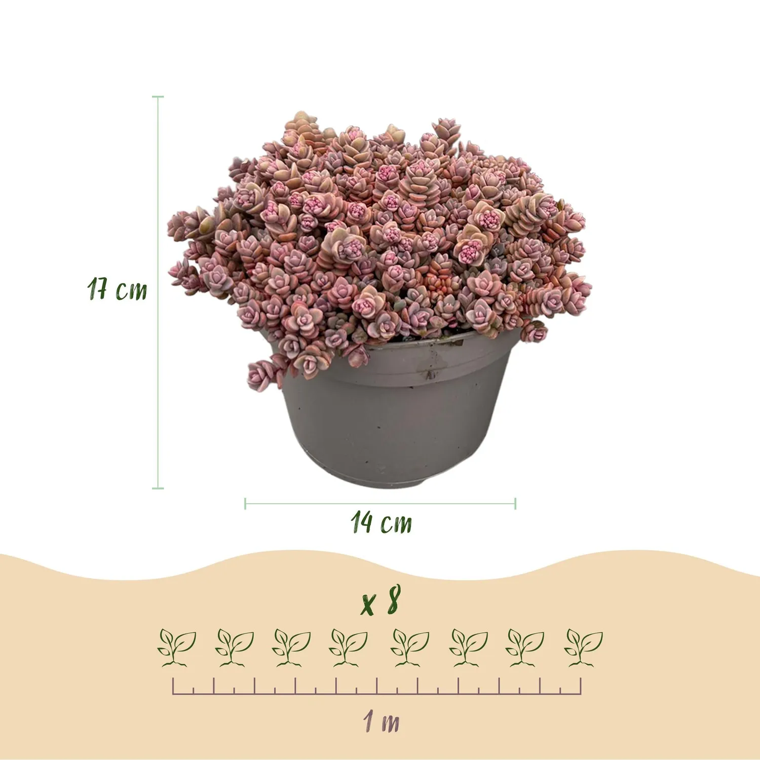Plant and Stories rocaille vivaces couvre-sol lot 8 pots 14 cm