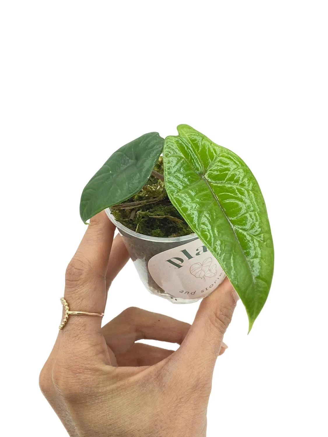 Plant and Stories Alocasia Scalprum plante pot 6cm feuille sculptée