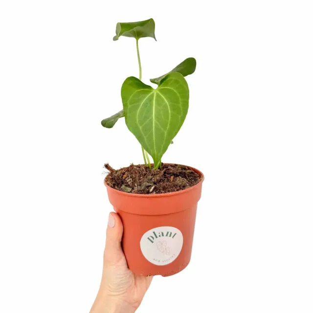 Plant and Stories Anthurium clarinervium x pedatoradiatum 12cm