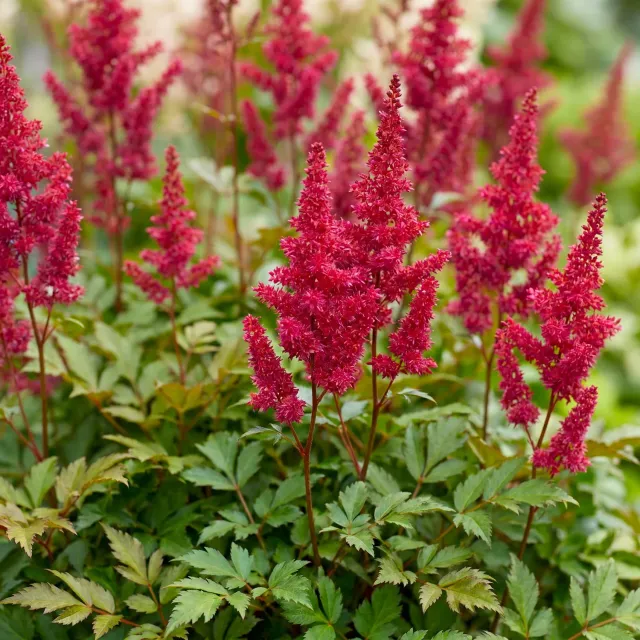 Plant and Stories Astilbe Fanal vivace 3 plants rouge