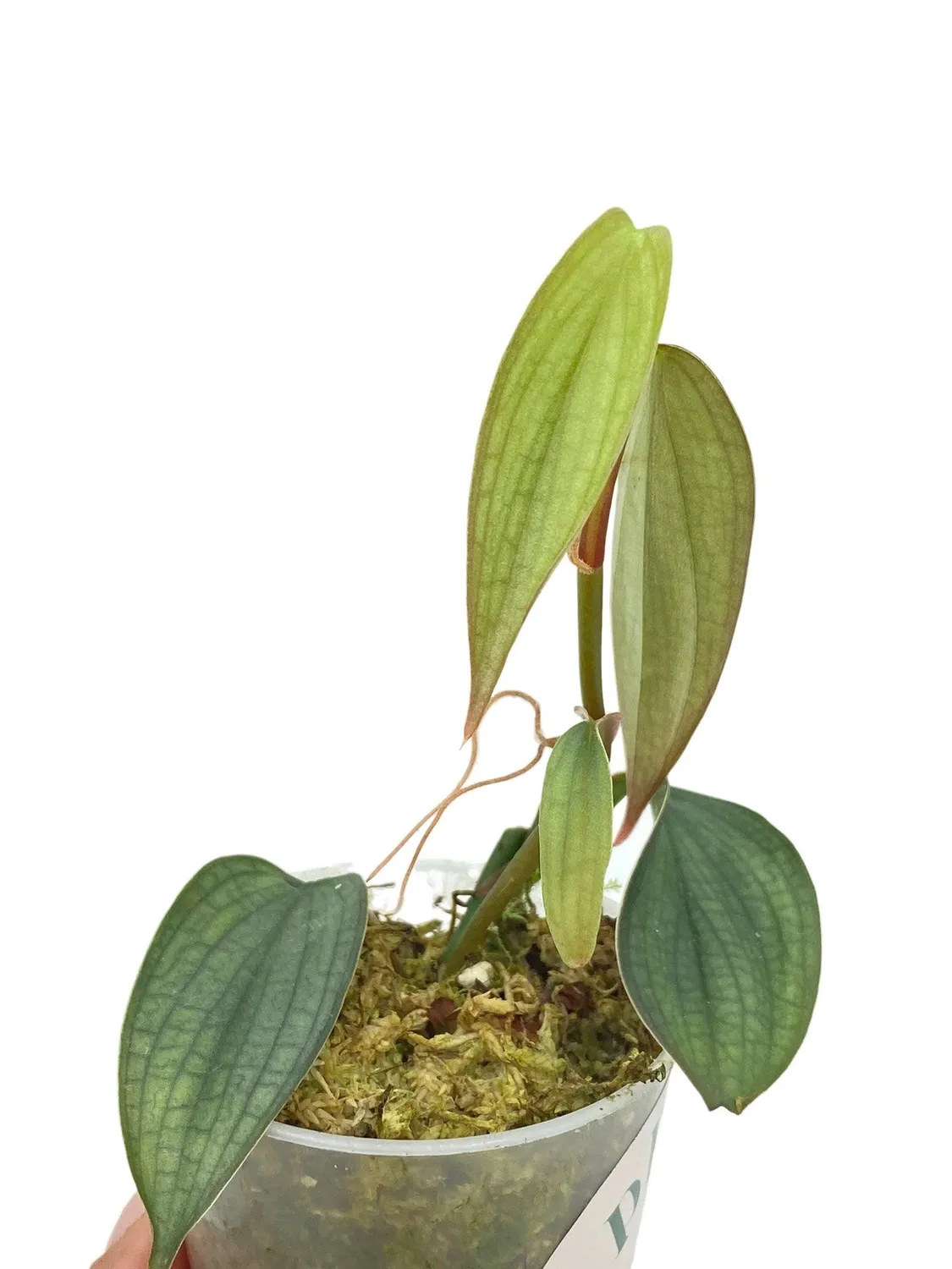 Plant and Stories Burle Marx Fantasy philodendron 8 cm