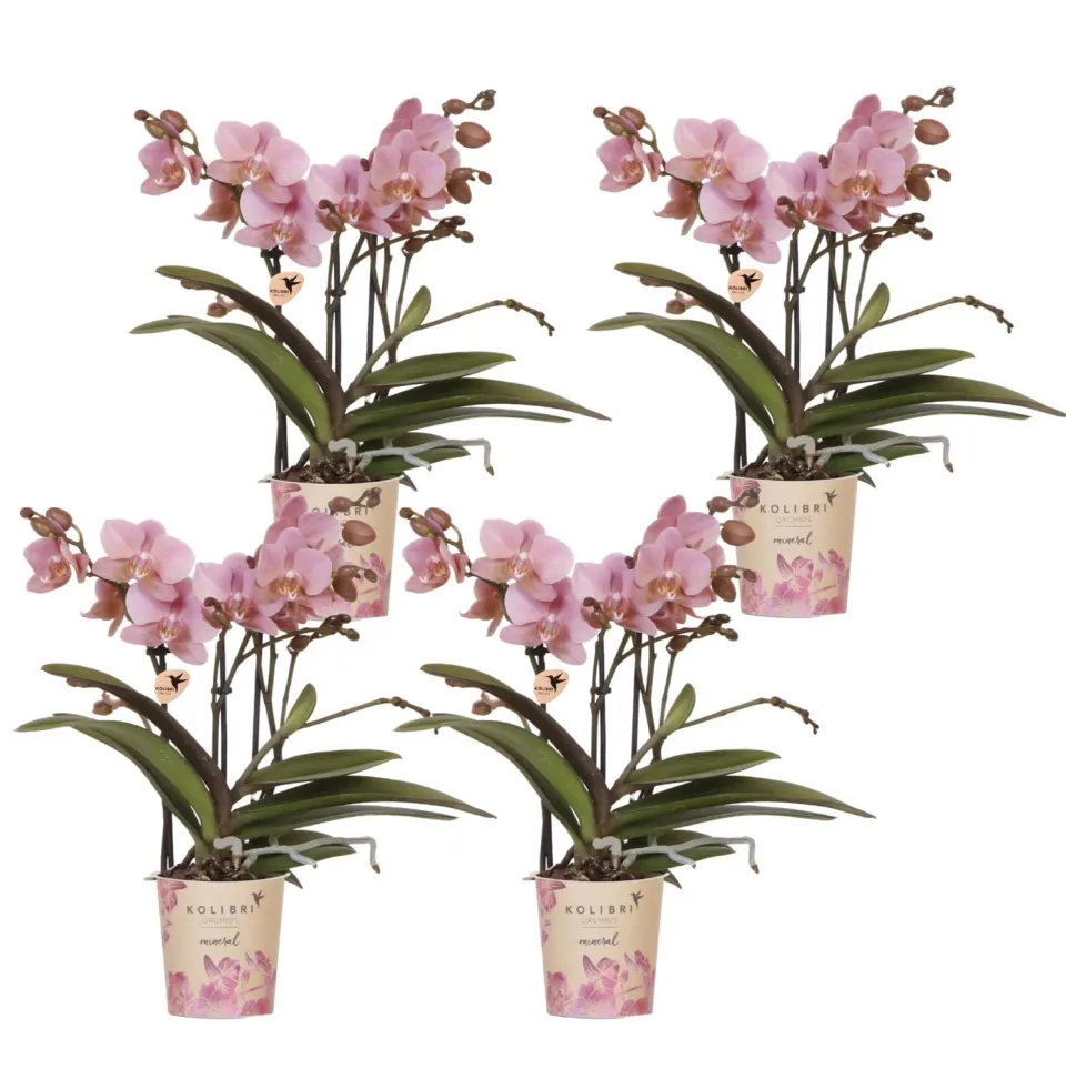 Plant and Stories Phalaenopsis Trévise orchidée rose antique lot de 4