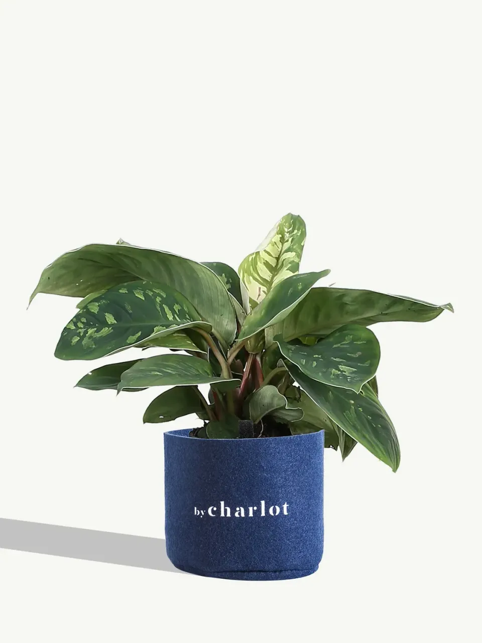 By Charlot La Féline recharge plante taille S